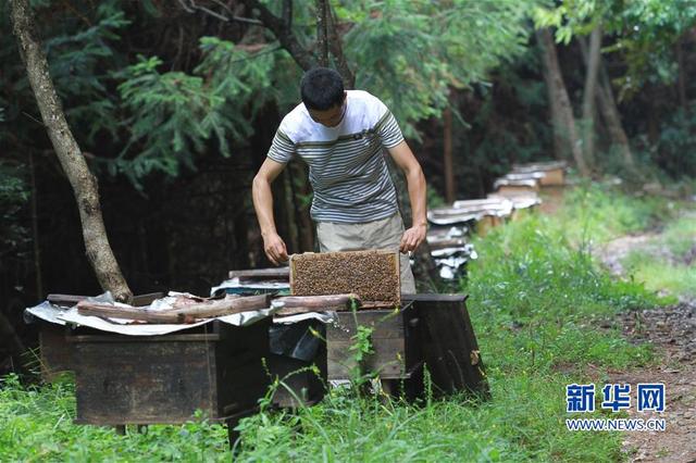 福建顺昌：高山生态养蜂助农增收