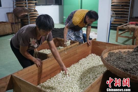 将筛好的茉莉花均匀洒在茶船中。　叶秋云 摄
