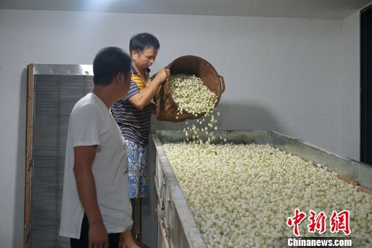 翁师傅开始筛花，在筛花机的轰隆隆声中，好、中等、劣质的茉莉花被筛选出来。　叶秋云　摄