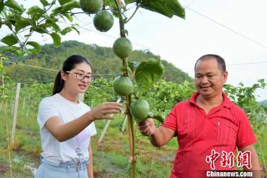 武平县返乡创业大学生王秀珍(左)向贫困户传授百香果种植经验。　王发祥 摄