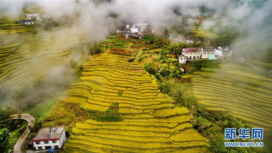 （美丽中国）（3）云端梯田 稻谷飘香 