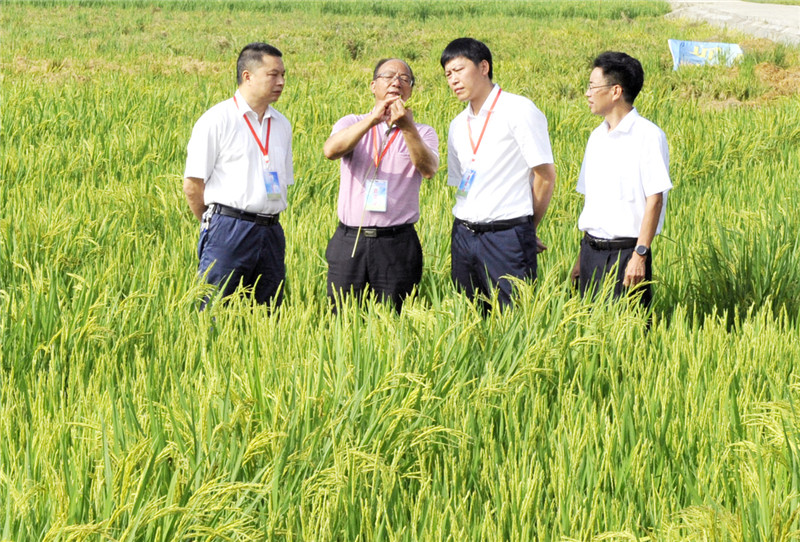 2、9月13日谢华安院士在建宁县枫源村田间向与会代表介绍杂交水稻制种关键技术 -1.jpg