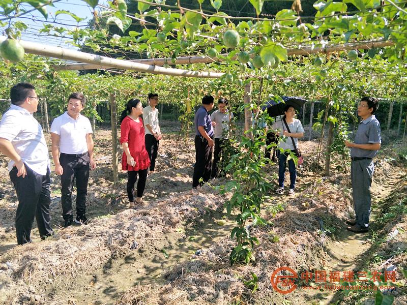 与会人员前往长汀县新桥镇鸳鸯村“黄金百香果种植”激励性扶贫项目基地调研2.jpg