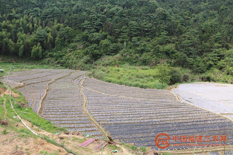 瓦洋村细梗香草基地.JPG