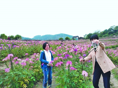美翻了！福州孔元村变身“醉蝶花海”