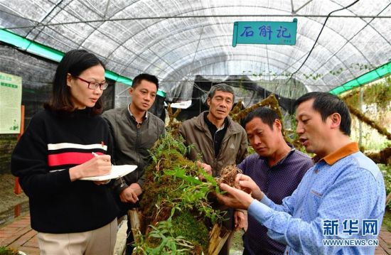 11月3日，在南武夷中药种植专业合作社，邵武市城郊镇纪检干部（左一）对结对帮扶精准扶贫对象官极贵（右二）进行走访。