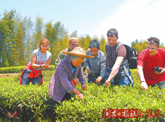外国友人慕名上茶山