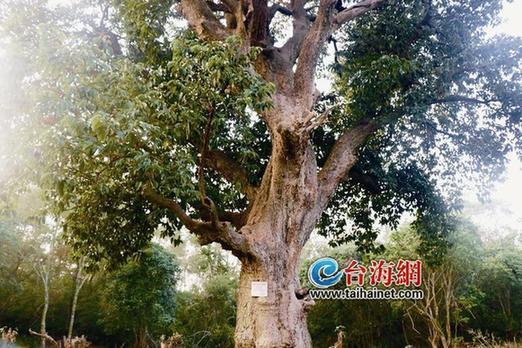 东山惊现珍稀古树“木单” 已有550余年历史