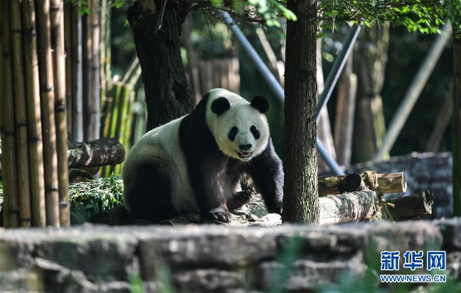 (社会)(2)旅美大熊猫“白云”“小礼物”回到家乡四川