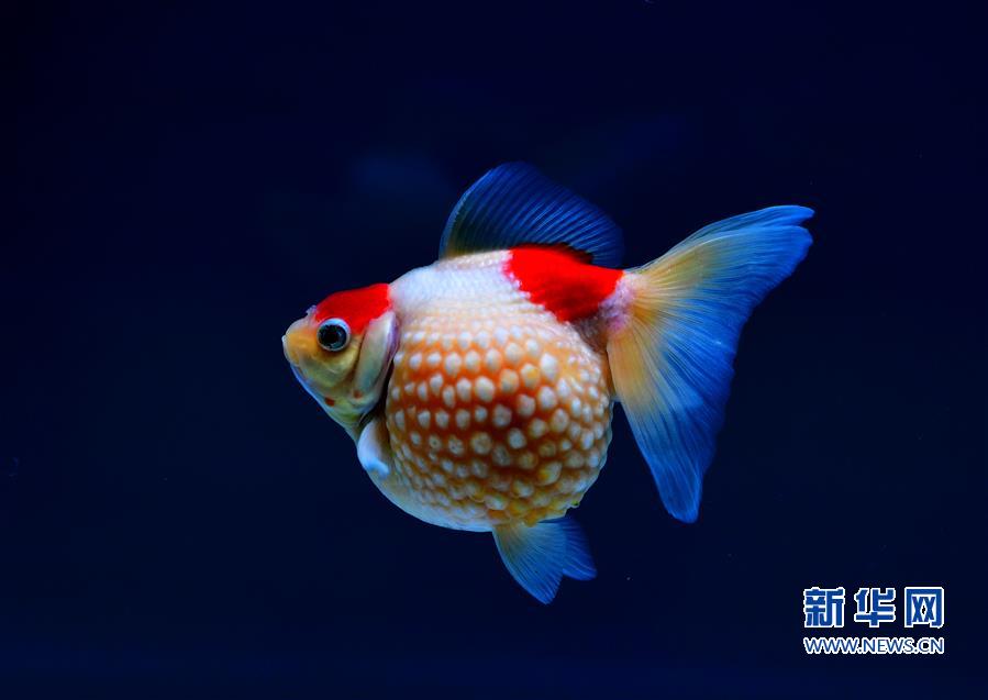（社会）（3）上万尾金鱼福州斗艳