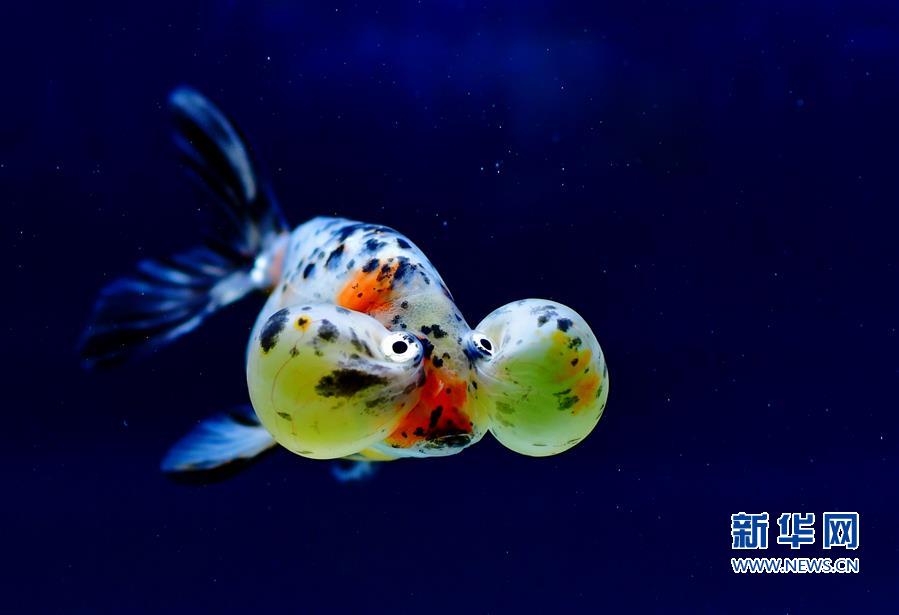 （社会）（5）上万尾金鱼福州斗艳