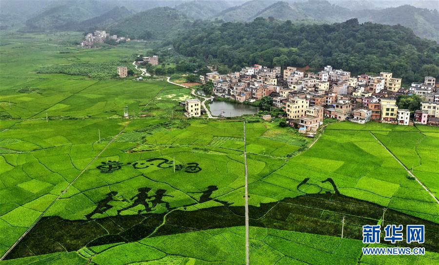 （社会）（1）稻浪绵延 大地锦画