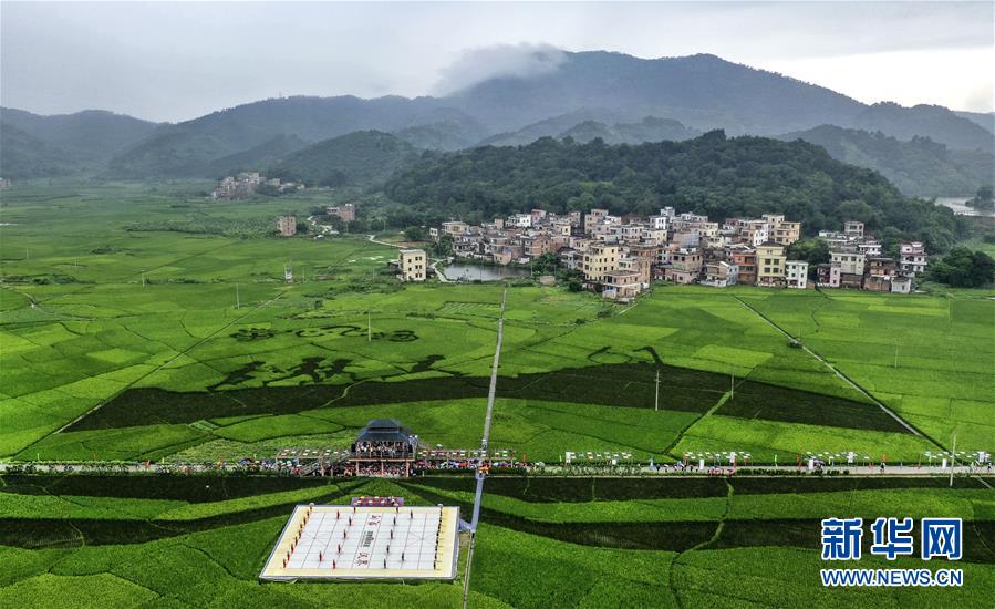 （社会）（4）稻浪绵延 大地锦画