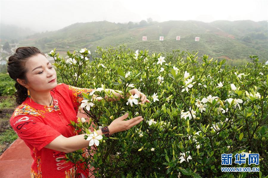 （环境）（1）栀子花开 香满贯岭