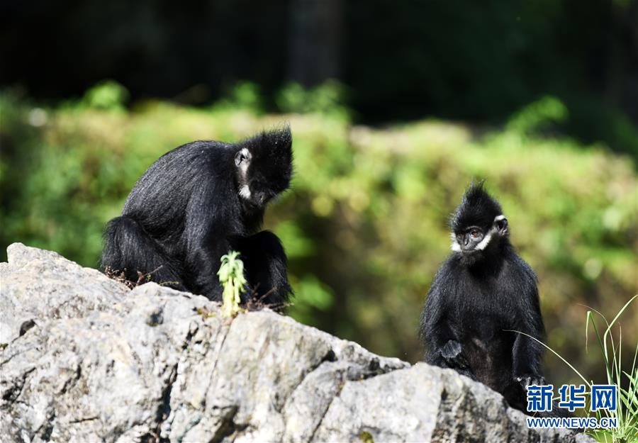 （环境）（2）贵州麻阳河保护区黑叶猴数量逐年增加