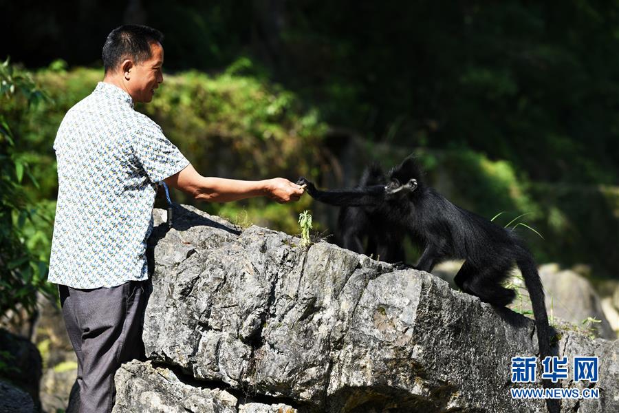 （环境）（7）贵州麻阳河保护区黑叶猴数量逐年增加