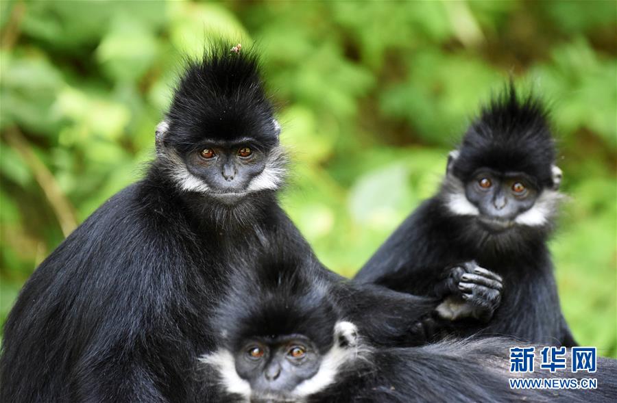 （环境）（6）贵州麻阳河保护区黑叶猴数量逐年增加