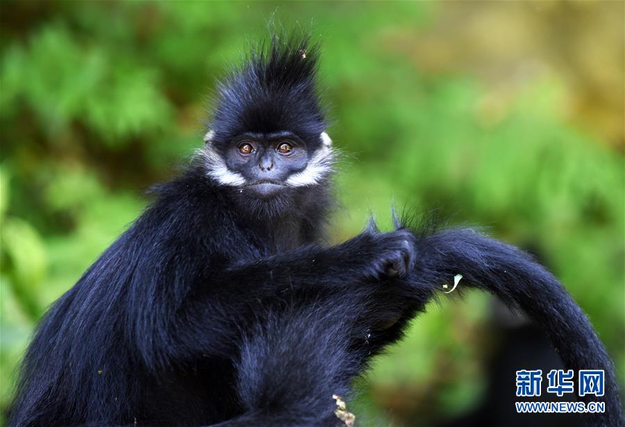 （环境）（4）贵州麻阳河保护区黑叶猴数量逐年增加