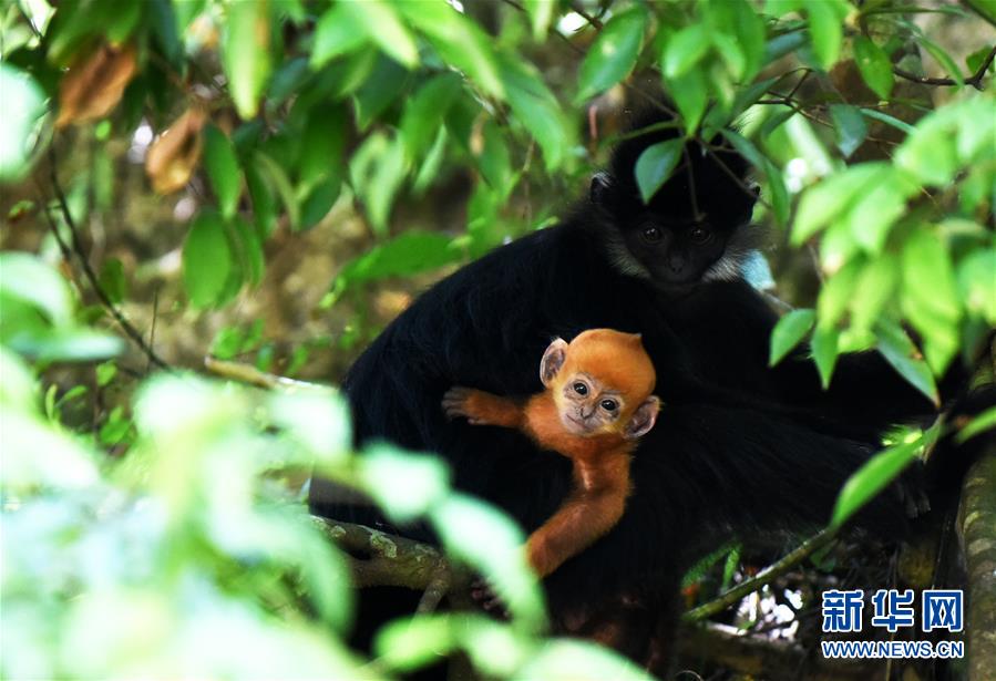 （环境）（5）贵州麻阳河保护区黑叶猴数量逐年增加