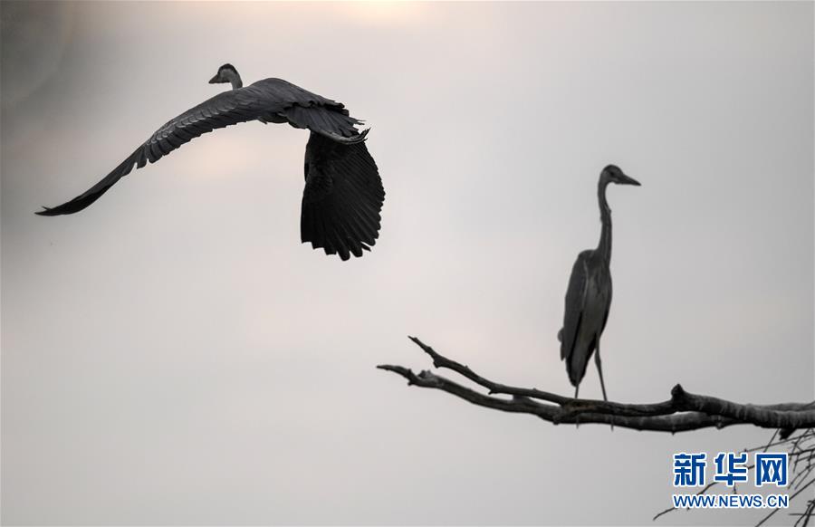 （环境）（5）陕西洛南：周湾苍鹭千姿百态