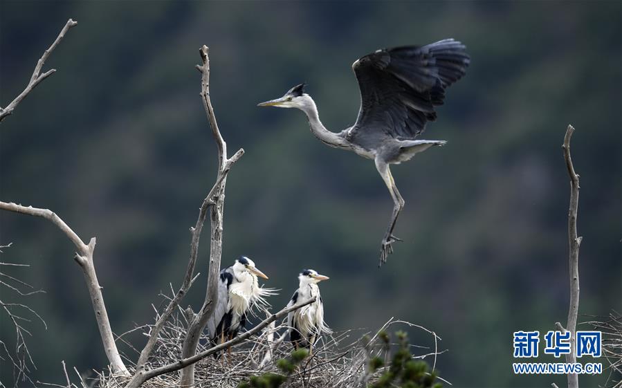 （环境）（6）陕西洛南：周湾苍鹭千姿百态