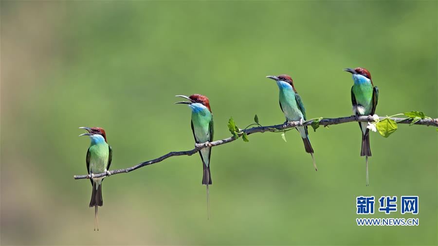 （新华视界）（4）蓝喉蜂虎 枝头秀美
