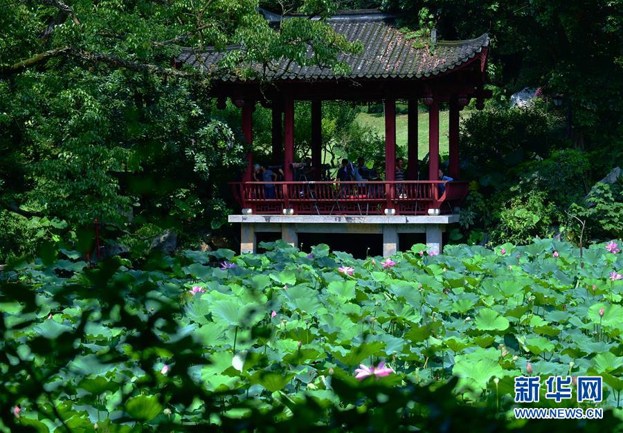 夏日荷塘美如画