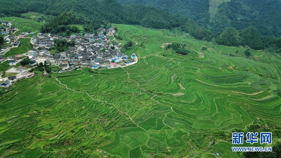 （环境）（4）仲夏梯田景如画