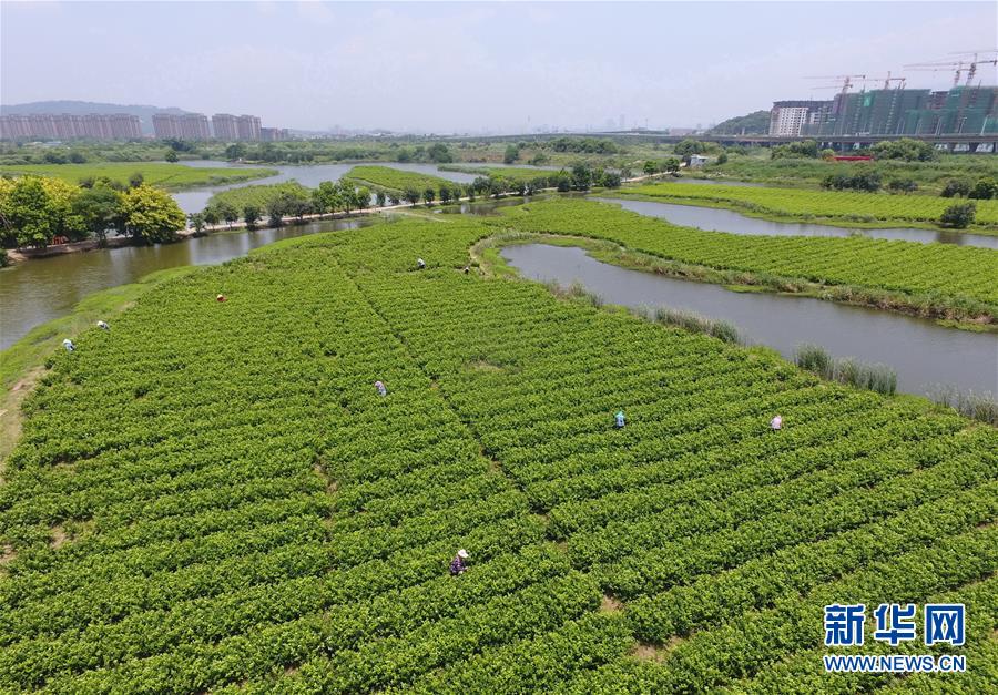 （社会）（4）茉莉飘香 采摘忙