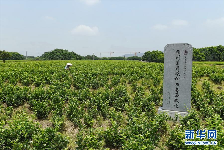 （社会）（5）茉莉飘香 采摘忙