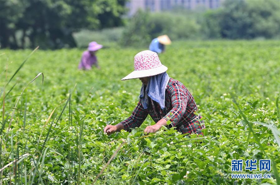 （社会）（6）茉莉飘香 采摘忙