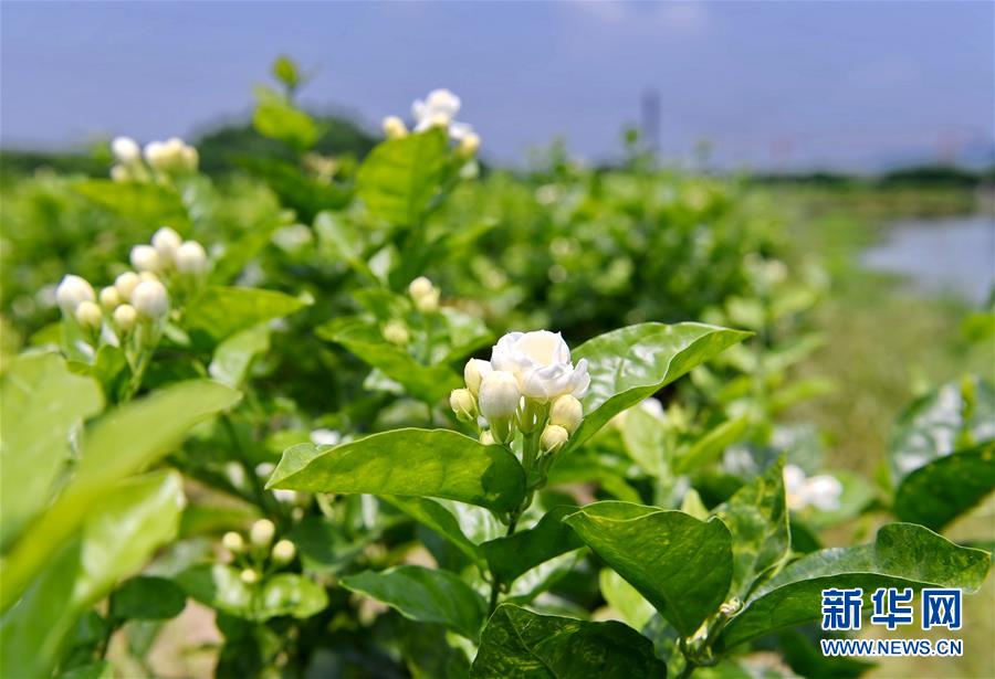 （社会）（3）茉莉飘香 采摘忙