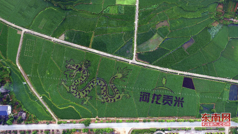 宁化河龙“稻田画”进入观赏期.jpg