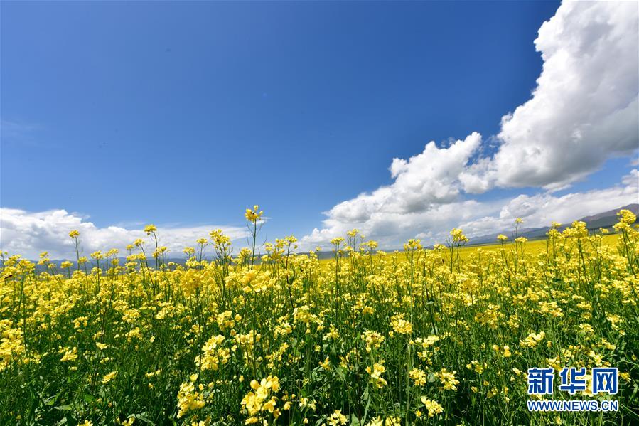 （美丽中国）（7）青海门源：油菜花开引客来