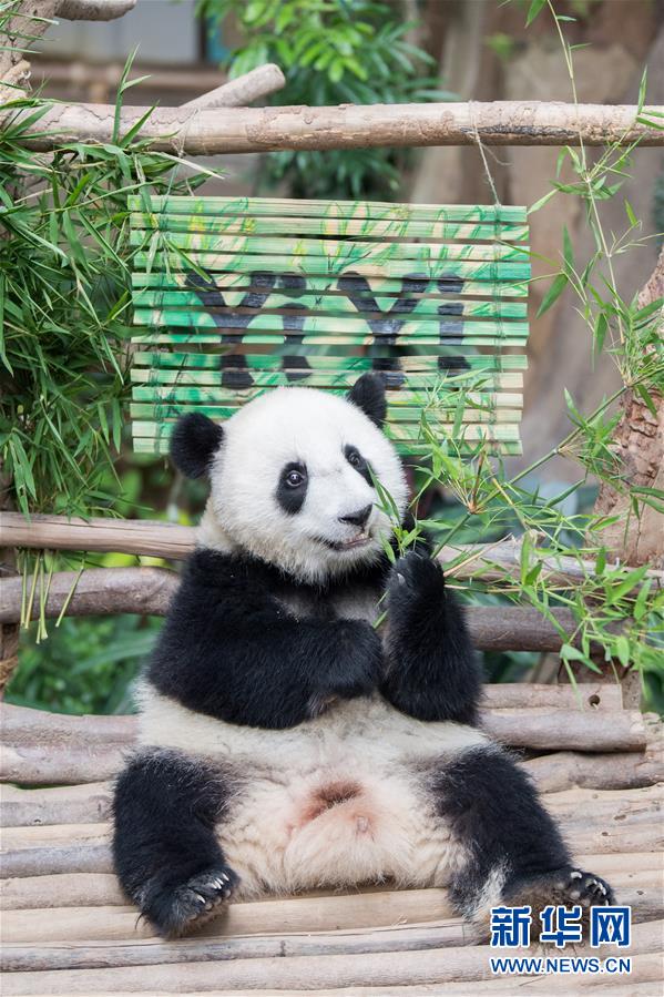 在马出生的第二只大熊猫获名谊谊