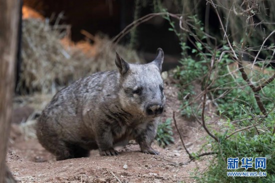 （XHDW）（1）澳大利亚阿德莱德动物园
