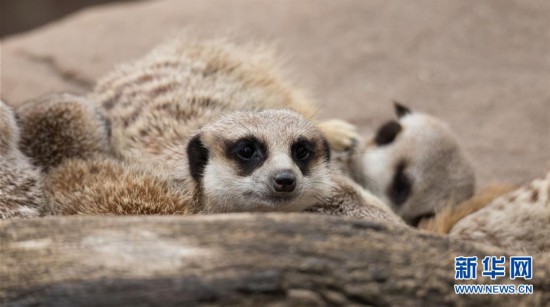 （XHDW）（2）澳大利亚阿德莱德动物园