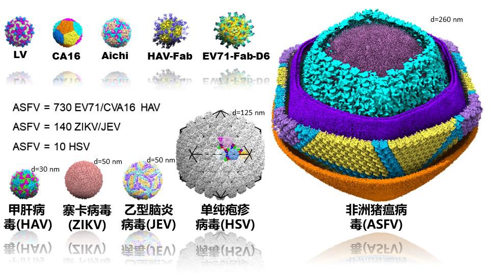 2013年以来我们研究团队解析了四类三十余种全病毒原子分辨率的结构，从结构比较中可以看到非洲猪瘟病毒（ASFV）是一个十分巨大、复杂的病原体.jpg