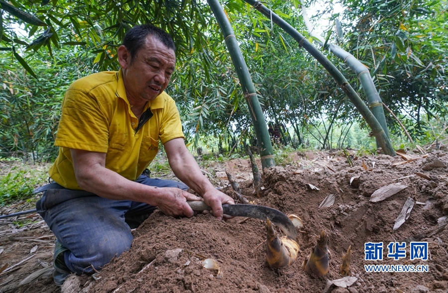 南浦乡马苑村一片竹林里,村民许浦胜正在挖竹笋.新华网 肖和勇 摄