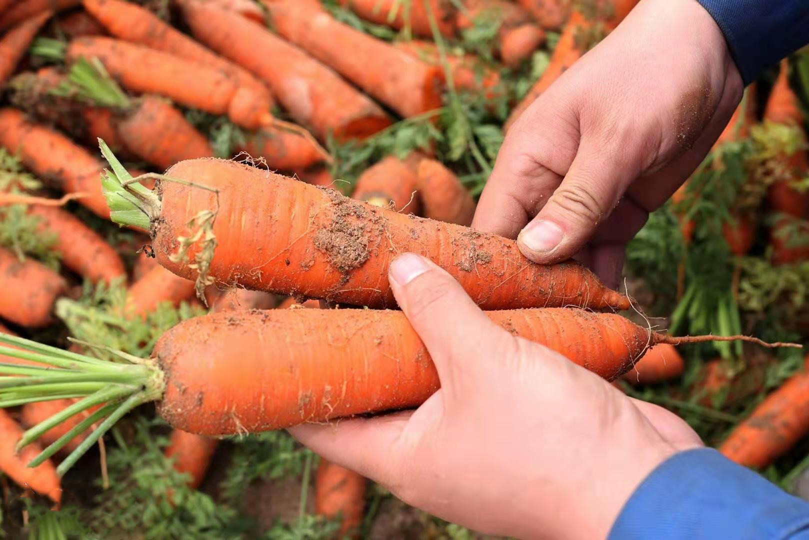发芽的胡萝卜能吃吗，胡萝卜发芽后能不能当盆栽养，怎么养？