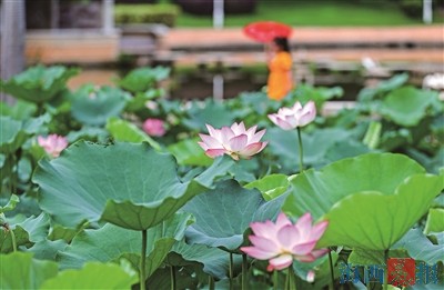 厦门荷花.jpg