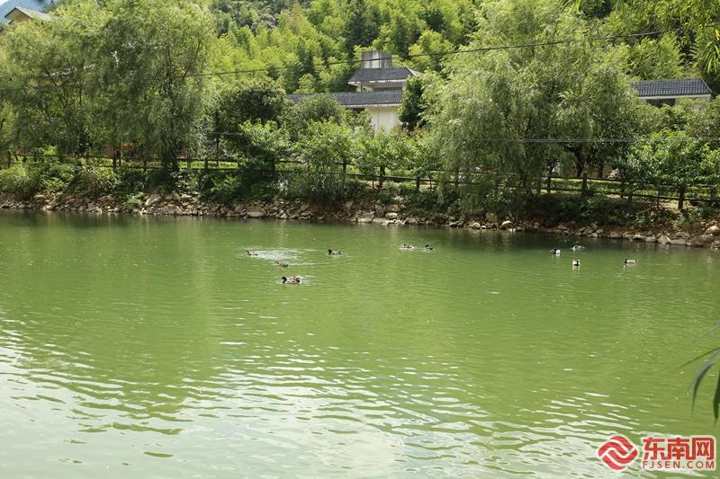 黑天鹅4.jpg