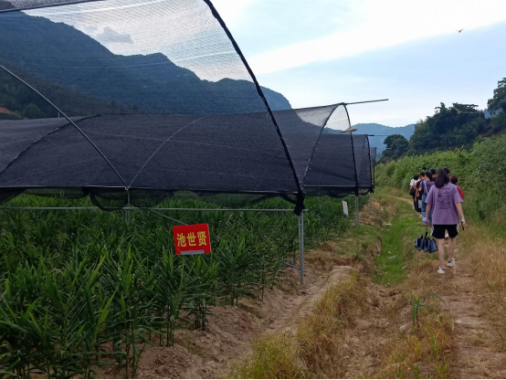 新闻稿（农林大学子助力乡村振兴在行动：微农经济助发展，乡村振兴添动力）431.png