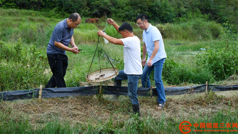 福建省农科院专家观察澳洲小龙虾长势.png