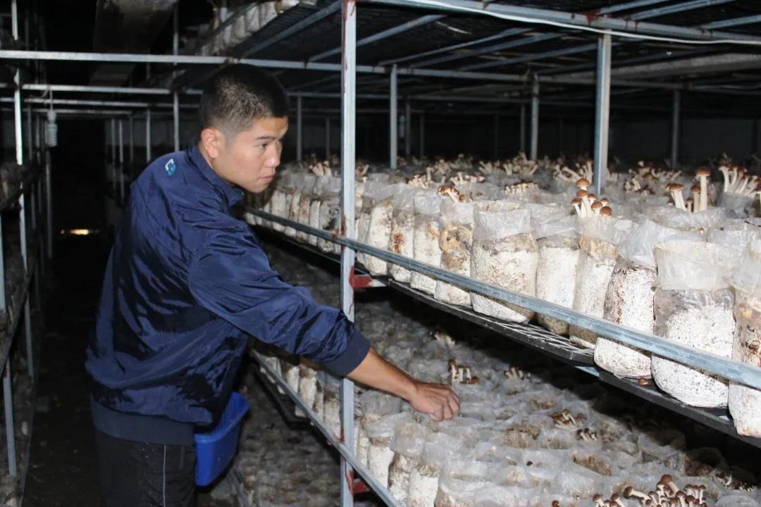 屏南食用菌1.jpg
