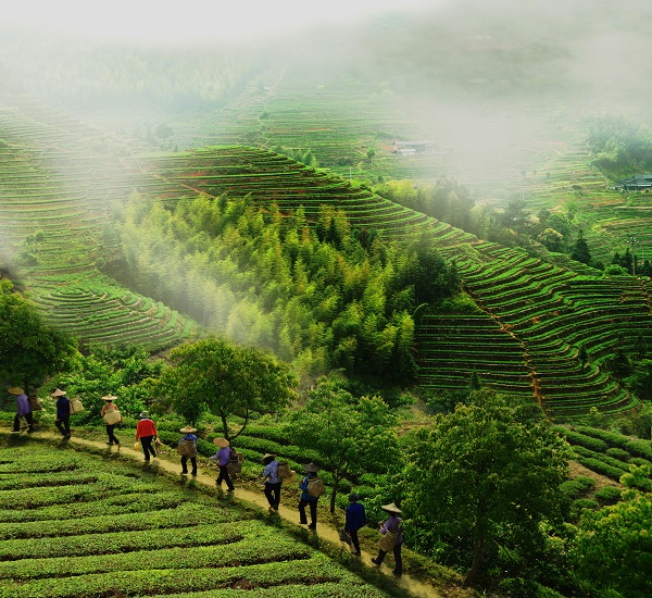 图说：生态茶园.jpg