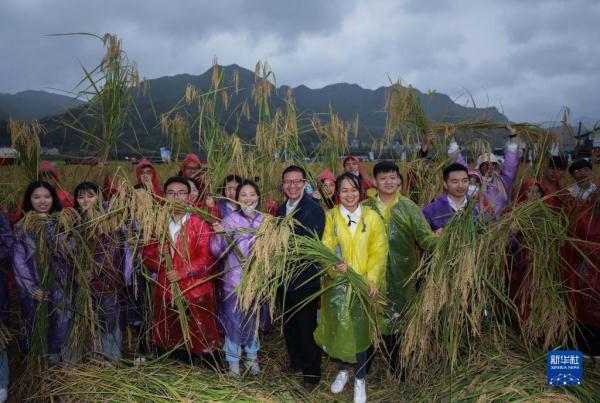 乡村“巨型稻”迎丰收