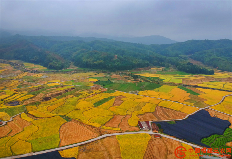 位于邵武市大埠岗镇大埠岗村，无人机航拍的水稻丰收景象。 (黄杰敏 摄) (3).jpg