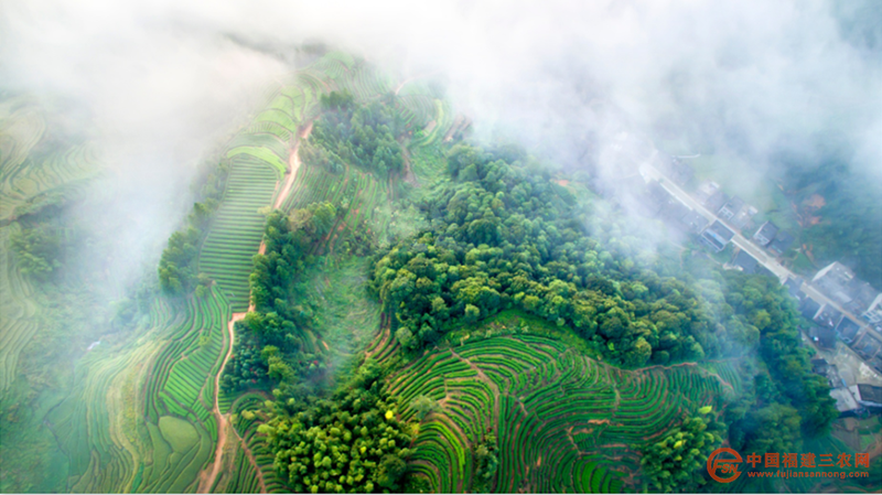 首章村高山云雾茶园风景 (1).png