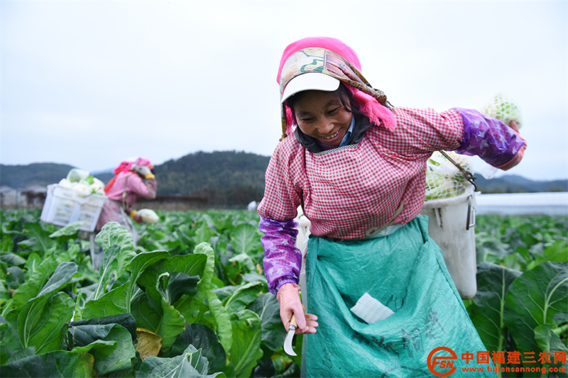 1月20日，在位于建阳区徐市镇壕墩村的优野现代农业产业示范园内，女工们正在辛勤地收割花菜。 (2).jpg